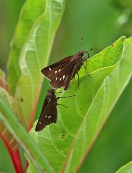 Twin-spot Skipper mating behavior